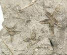 Brittle Stars (Stenaster) & Cystoids ( Species) - Ontario #49218-2
